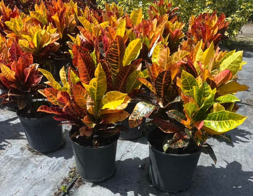 Southern Native Nursery - Loxahatchee Loxahatchee