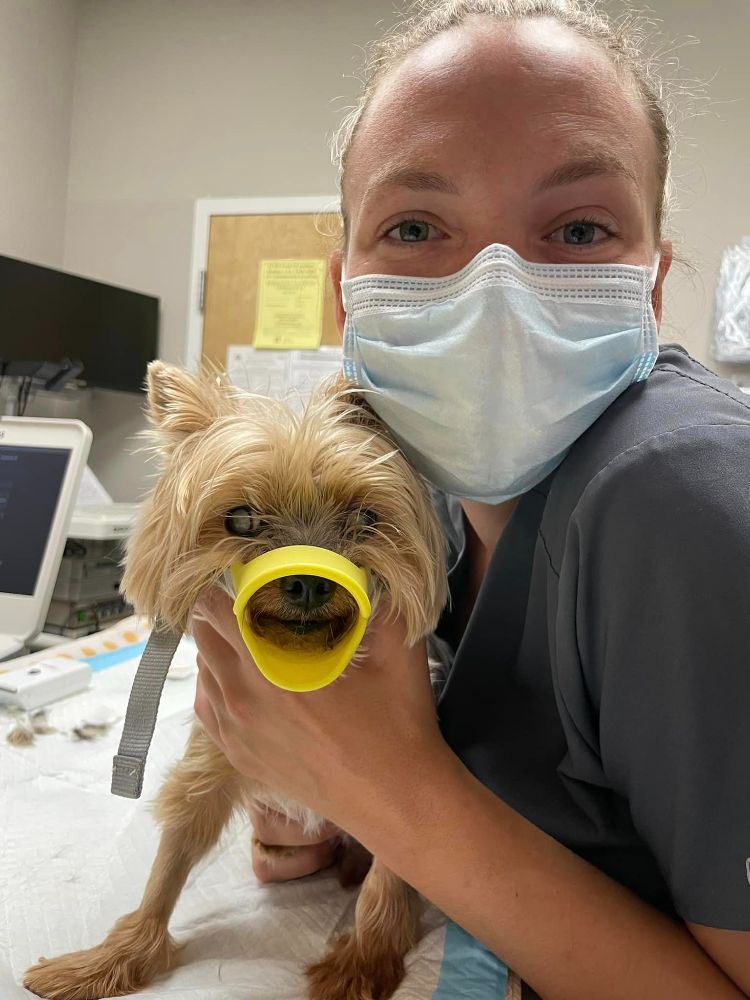 Veterinary Specialty Hospital - Palm Beach Gardens 625-9995the