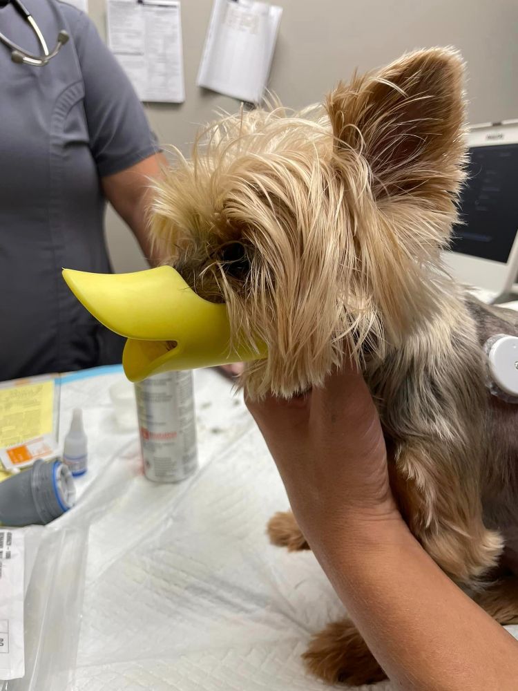 Veterinary Specialty Hospital - Palm Beach Gardens Shared(561)