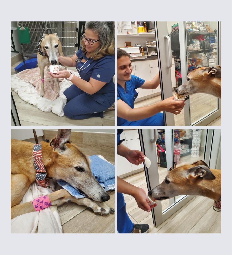 Pet Calls Animal Hospital - Lake Worth 434-2097the