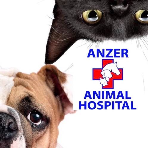 Anzer Animal Hospital - Loxahatchee 619-7600the