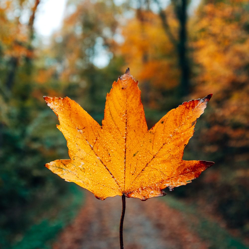 Americas Best Value Inn - Bishopville Cleanliness