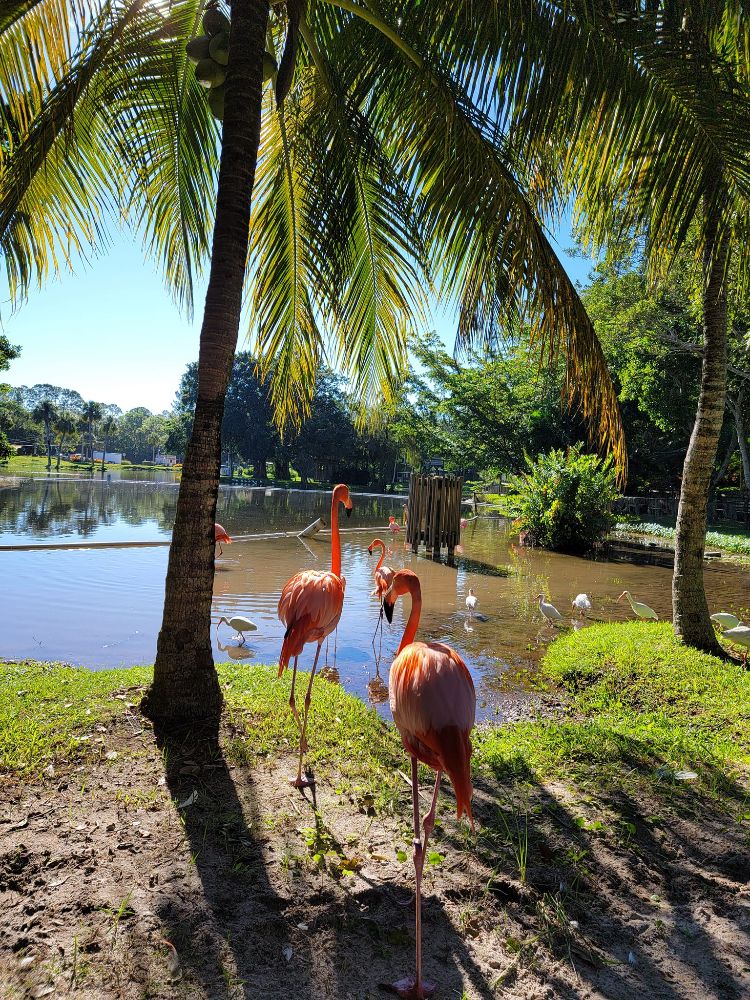 Lion Country Safari - Loxahatchee Themselves