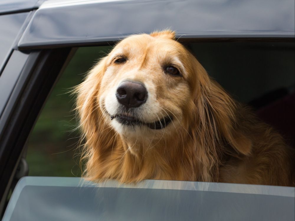 Scenthound  - Jupiter Establishment