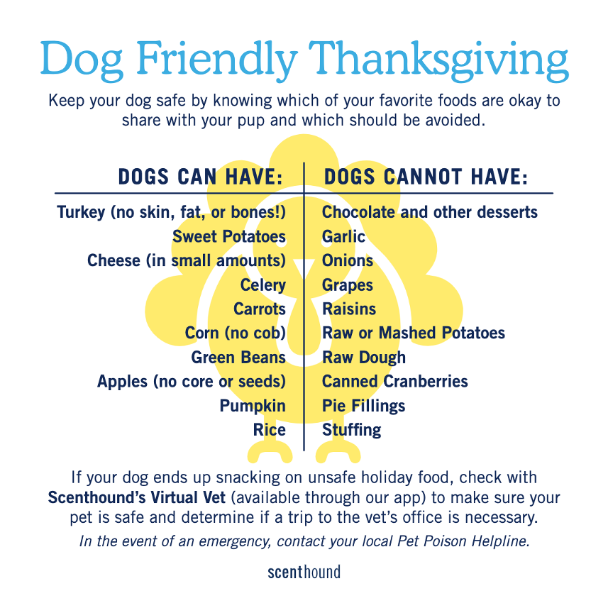 Scenthound  - Jupiter Veterinarians