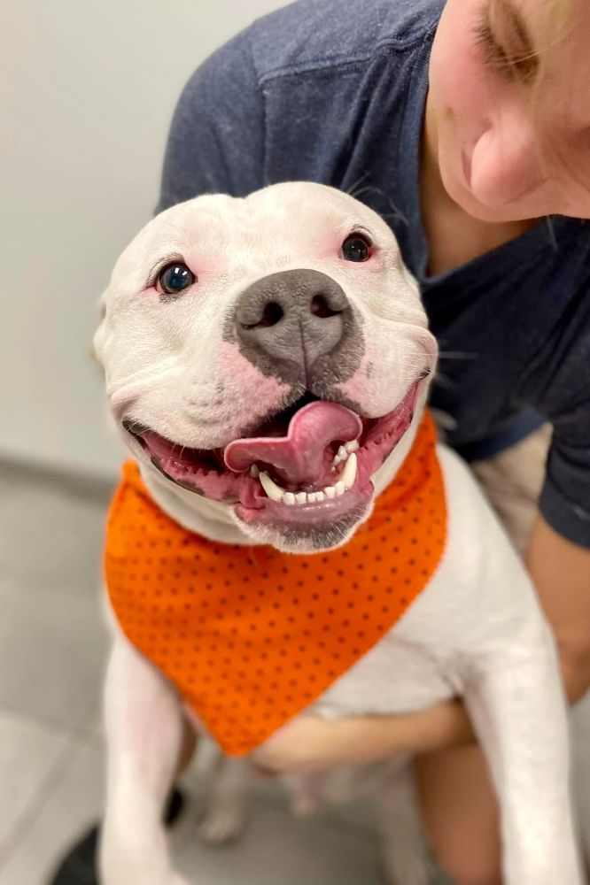 Scenthound  - Jupiter Webpagedepot