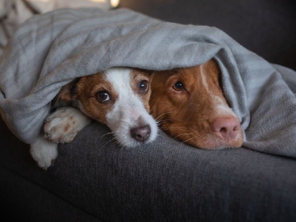 Scenthound  - Jupiter Information