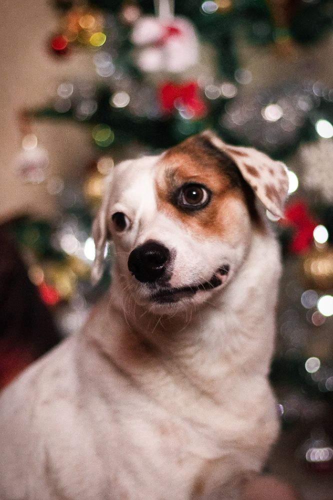 Scenthound  - Jupiter 401-9422the