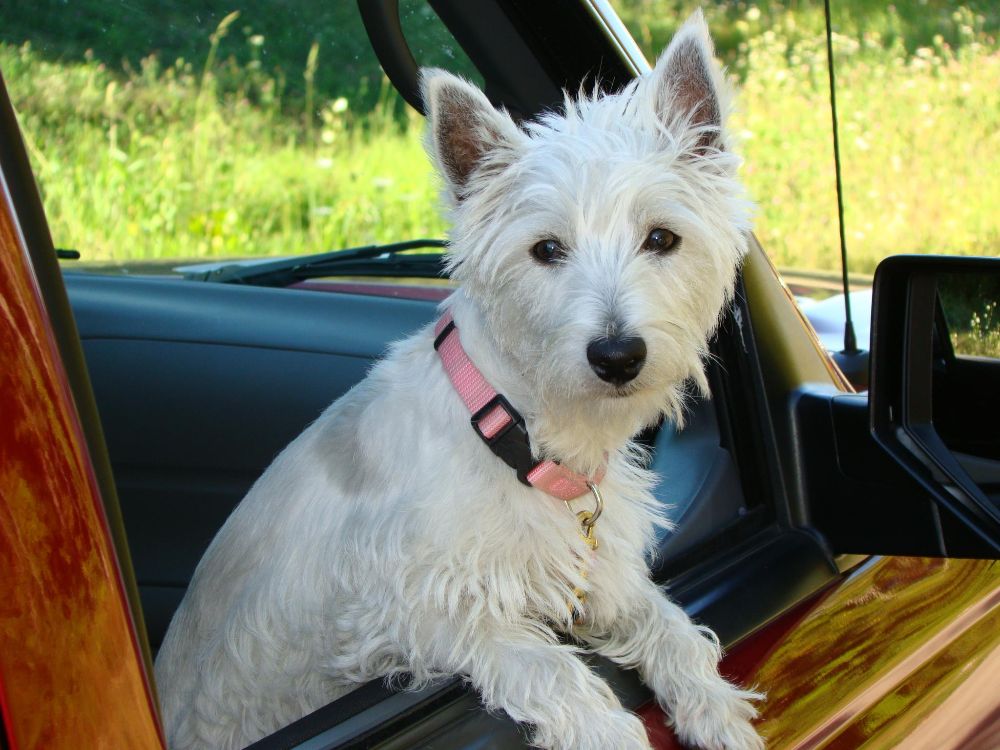 Heritage House Gifts - Lebanon Appearance