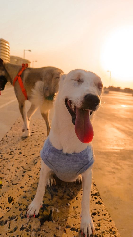 Guardería canina Clhoepets - Cartagena Webpagedepot