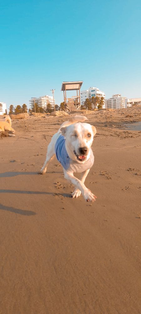 Guardería canina Clhoepets - Cartagena Information