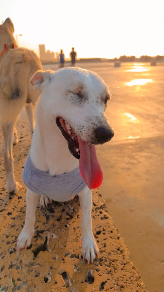 Guardería canina Clhoepets - Cartagena Accommodate