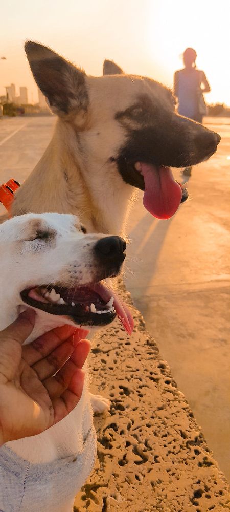 Guardería canina Clhoepets - Cartagena Onlineevent