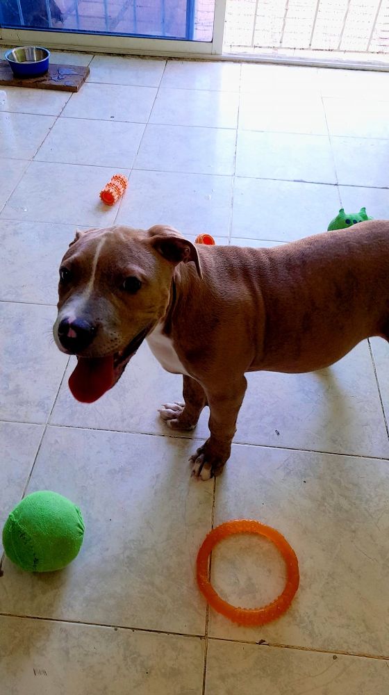 Guardería canina Clhoepets - Cartagena Wheelchairs