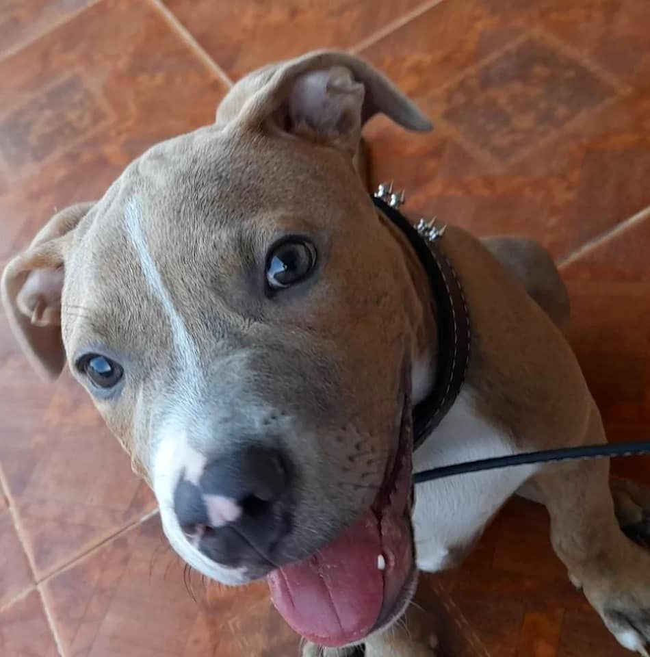 Guardería canina Clhoepets - Cartagena Informative