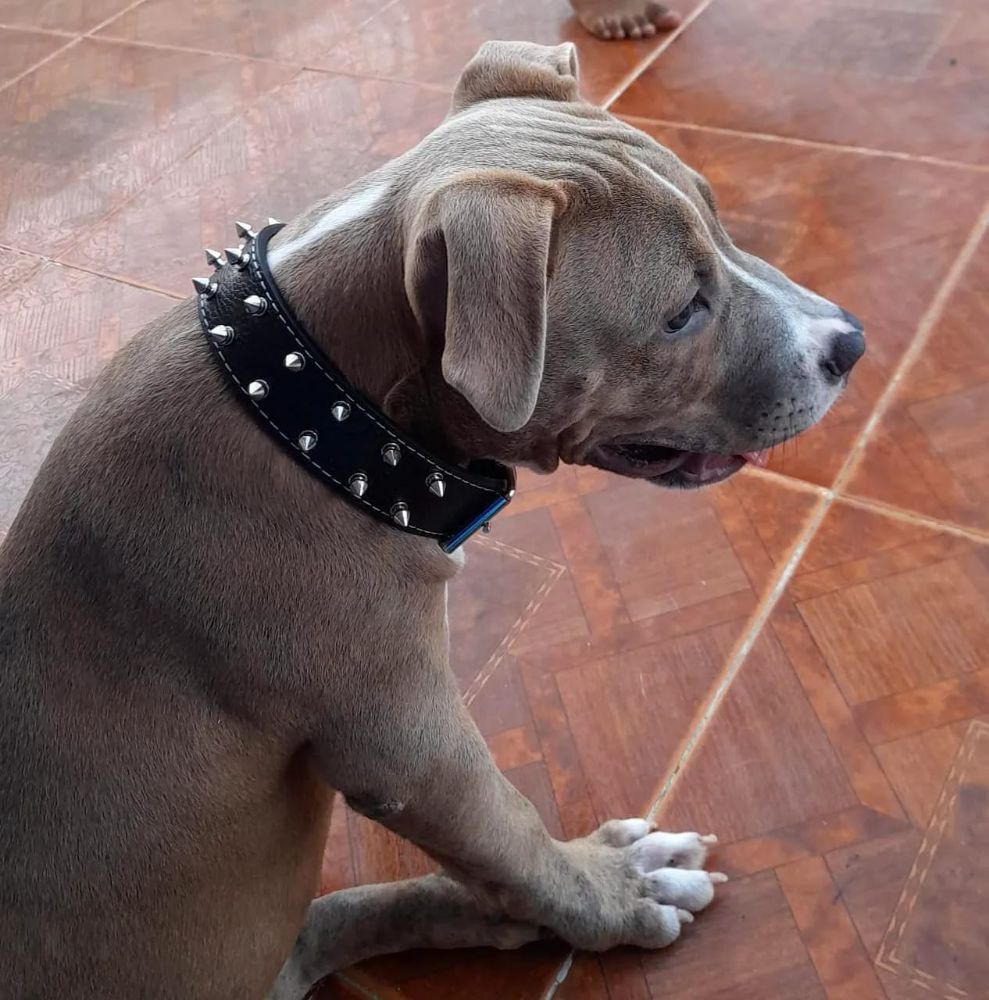 Guardería canina Clhoepets - Cartagena Reasonably