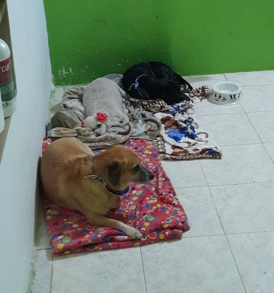 Guardería canina Clhoepets - Cartagena Individual