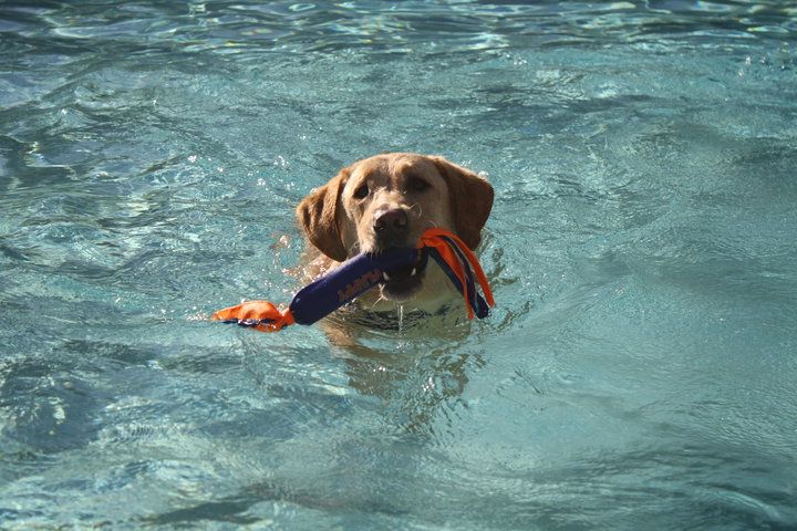 Happy Dog Inn - Green Cove Springs Accessibility