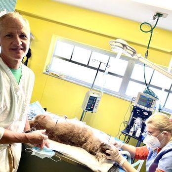 Wilton Manors Animal Hospital - Wilton Manors Information