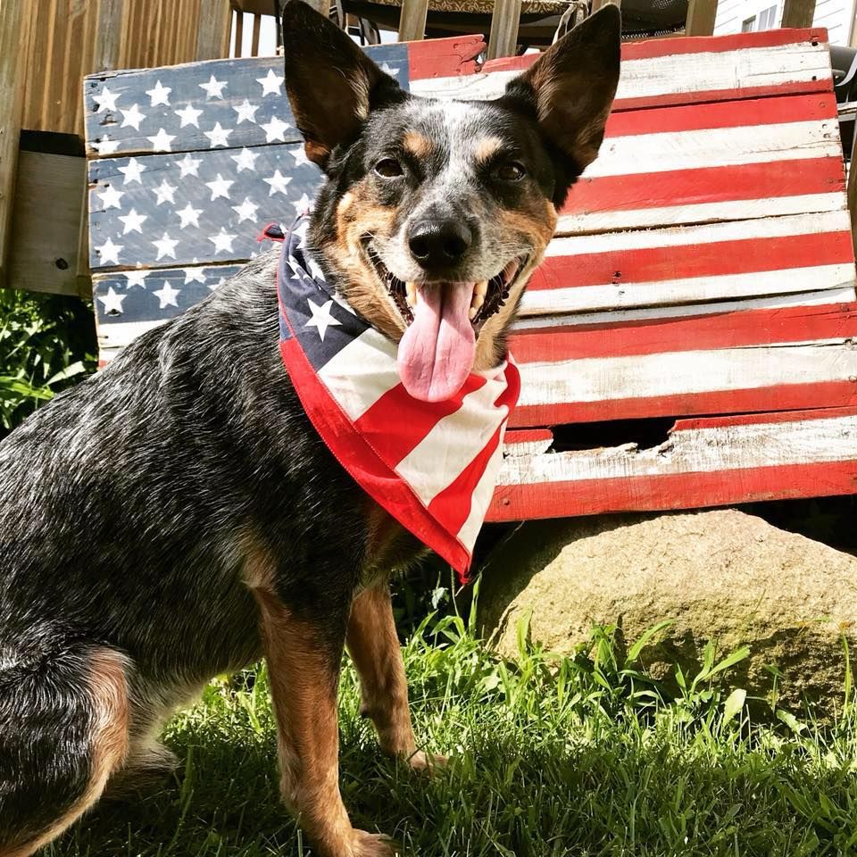 Wild Paws - Ankeny Comfortable