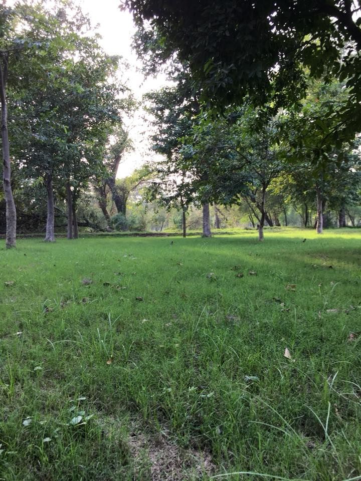 Jallo Park, WildLife - Lahore Individual