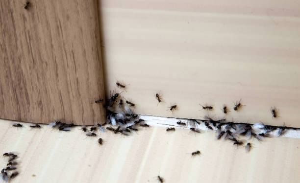 Premier Termite & Pest Control Company - Rockville Organization