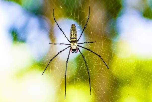 Premier Termite & Pest Control Company - Rockville Wheelchairs