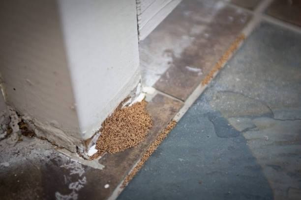 Premier Termite & Pest Control Company - Rockville Information