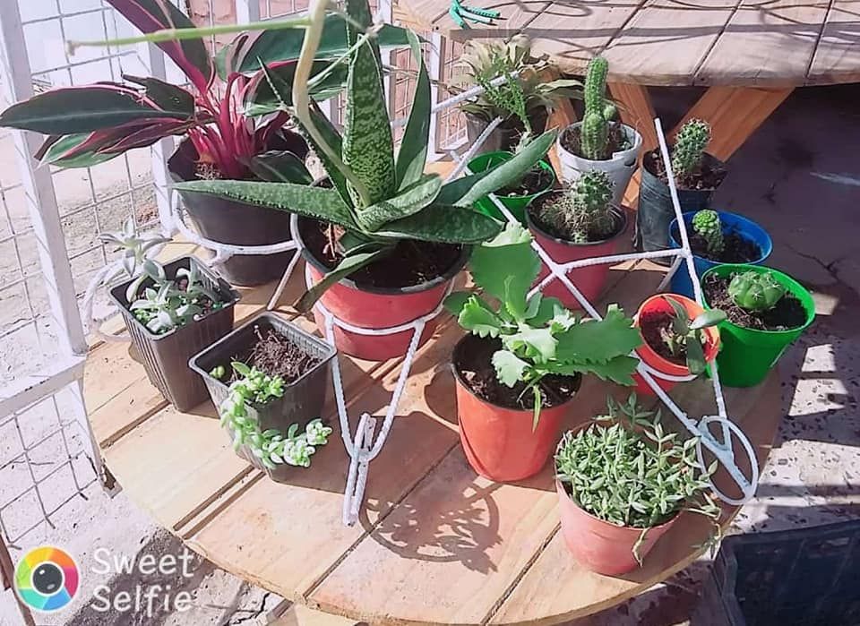 Vivero Cartagena - Cartagena Available