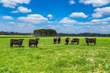 Lewis Cattle Oiler Co. Ltd - Canora Surroundings