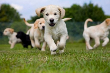 Countryside Animal Clinic - Kurt Krusen DVM Documented