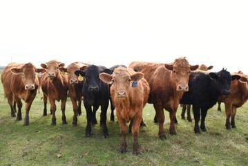 Lewis Cattle Oiler Co. Ltd - Canora Appearance