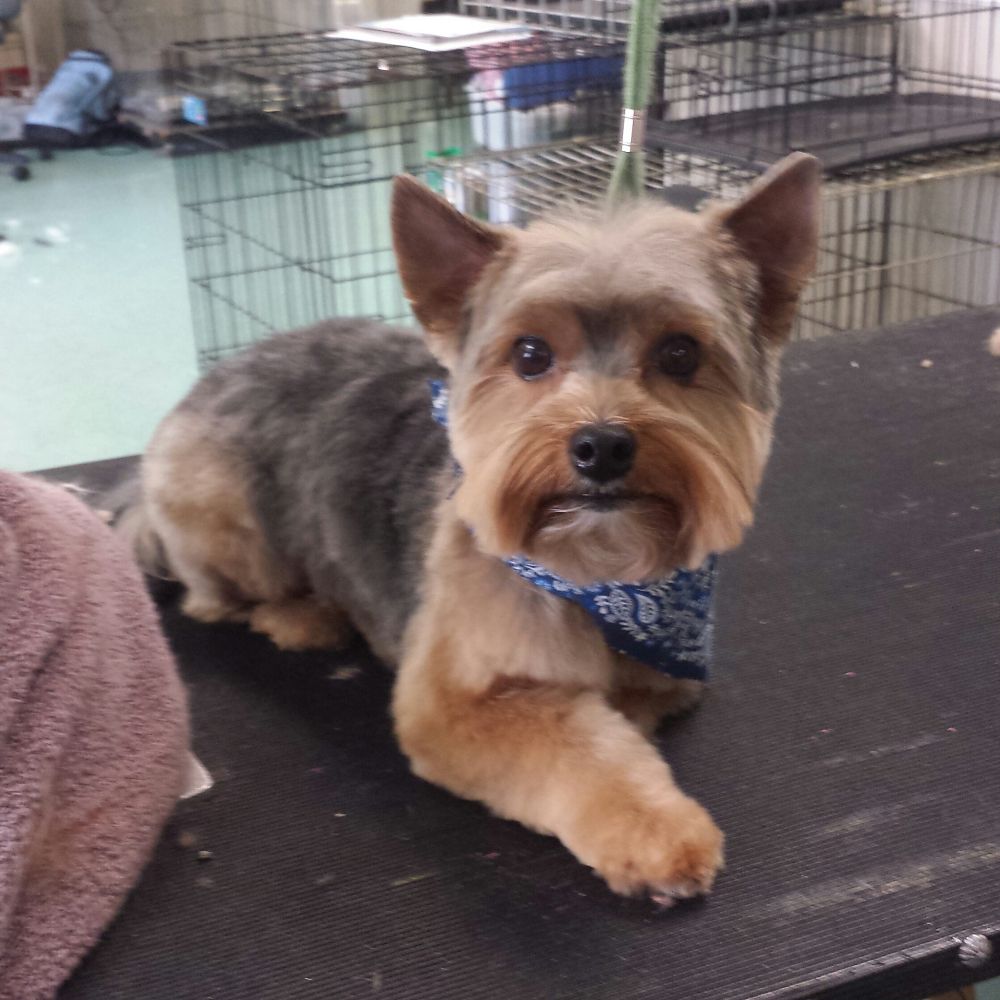 Pet Boutique Grooming - Marietta Appointments