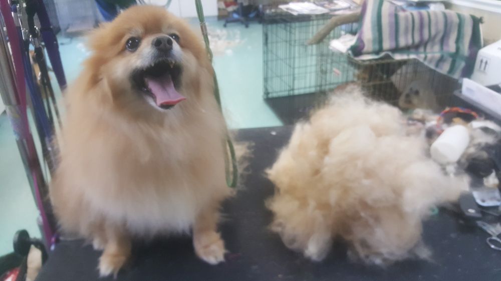 Pet Boutique Grooming - Marietta Wheelchairs