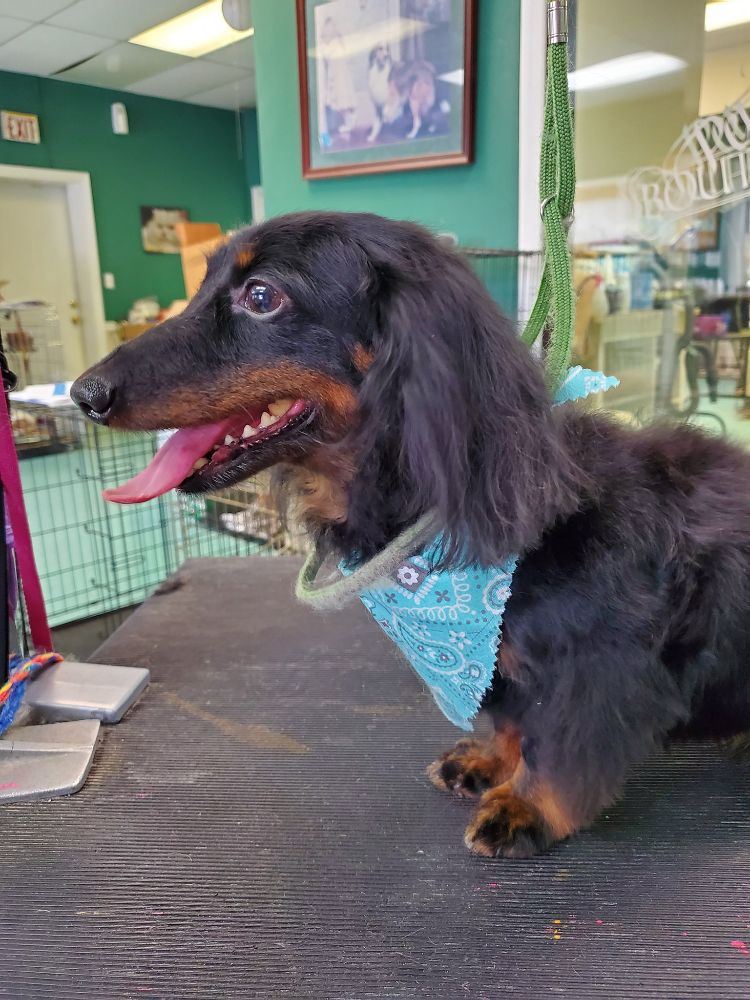 Pet Boutique Grooming - Marietta Combination