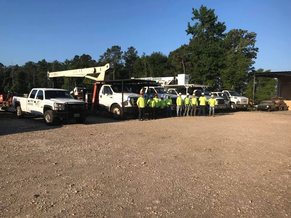 Top Cut Tree Service Cleanliness