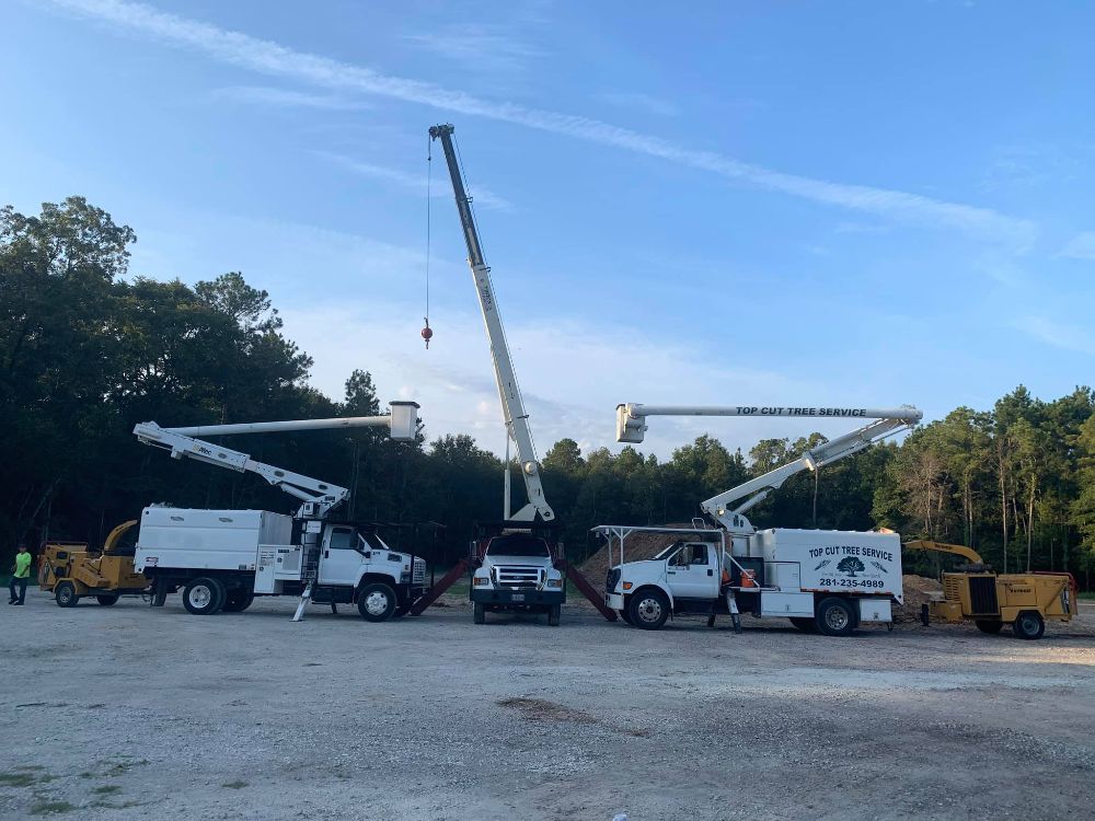 Top Cut Tree Service Appointment