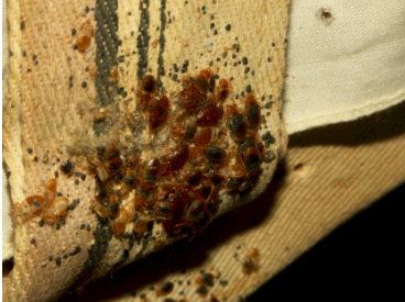 Seattle Bed Bug Extermination - Seattle Informative