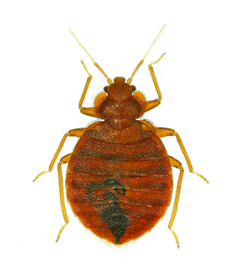 Seattle Bed Bug Extermination - Seattle Information