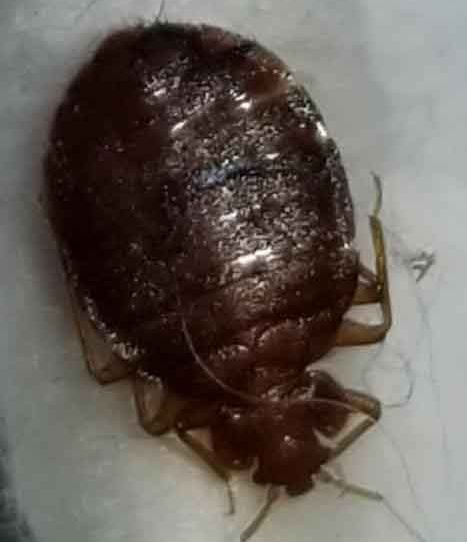 Michigan Bed Bug Specialists, LLC - DeWitt Wheelchairs