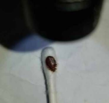 Michigan Bed Bug Specialists, LLC - DeWitt Fantastic!