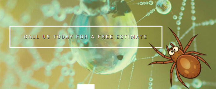 Bugs Plus Pest Control Timeliness