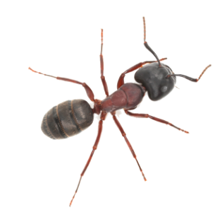 Bugs Plus Pest Control Enterprise