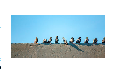 Bugs Plus Pest Control Positively