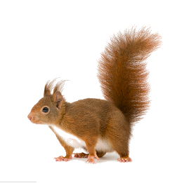 Bugs Plus Pest Control Commercial