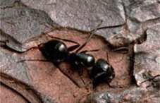 Bugman Pest Control Inc  - Ranch Gordova Information