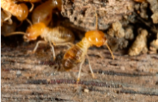 Bugman Pest Control Inc  - Ranch Gordova Inspection