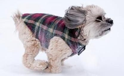 BensDotter's Pet - Great Barrington Atmosphere