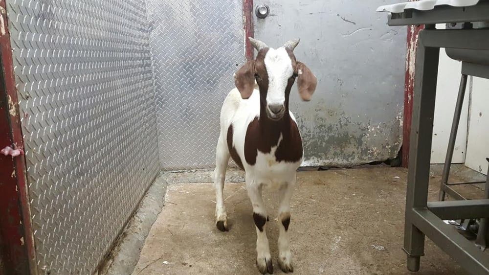 Astoria Live Poultry & Meat - Astoria Convenience