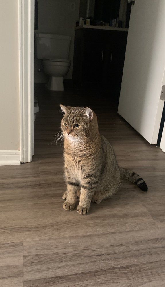 Posh Paws Grooming & Pet Spa LLC - Greenville Informative